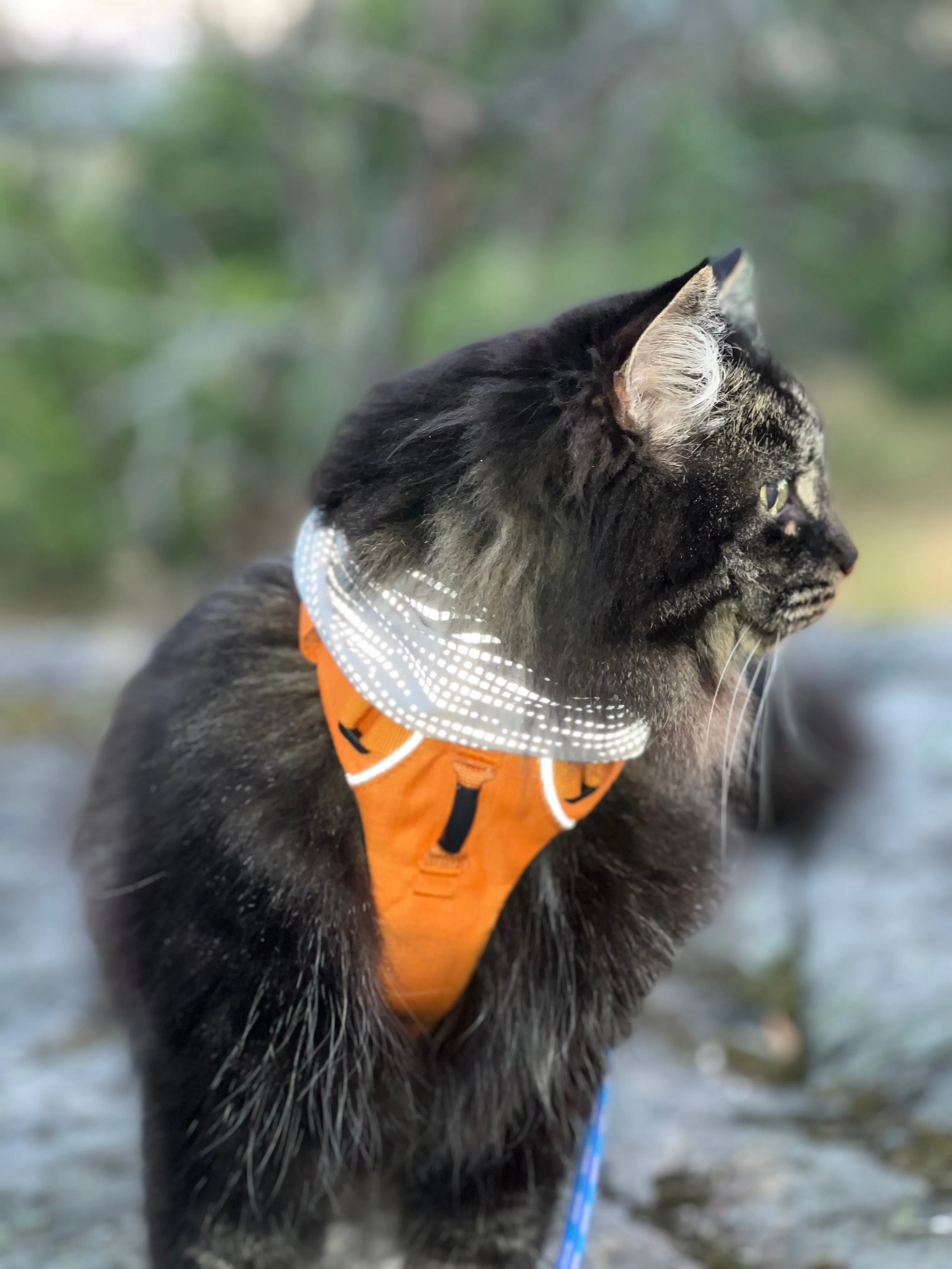 Reflective Safety pet scarf